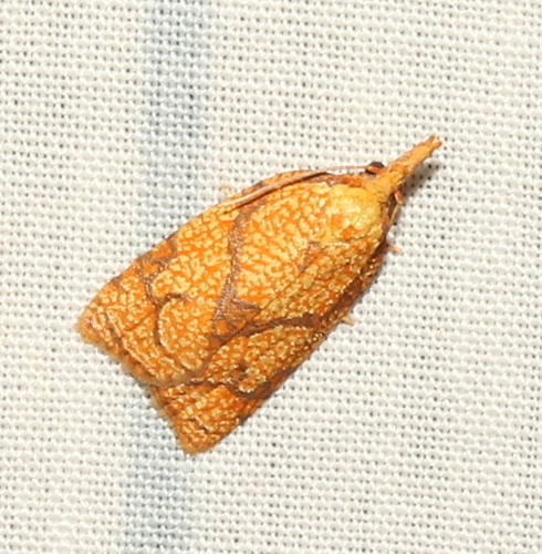 Reticulated Fruitworm Moth photo 5