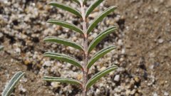 Astragalus insularis harwoodii