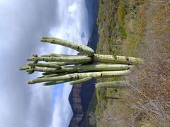 Cephalocereus macrocephalus