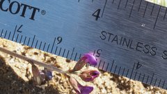 Astragalus insularis harwoodii