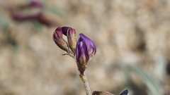 Astragalus insularis harwoodii