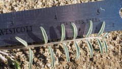 Astragalus insularis harwoodii