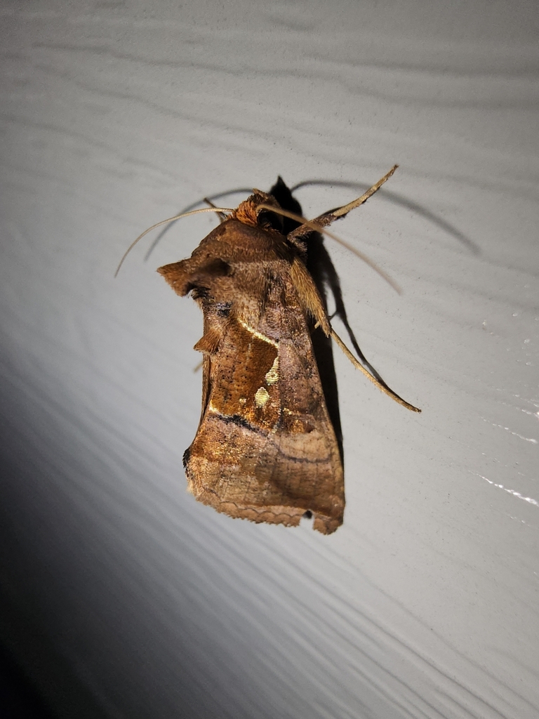 Pink-washed Looper Moth from Blythewood, SC, USA on July 23, 2023 at 10 ...
