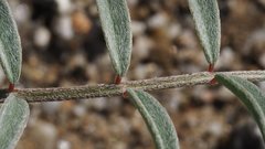 Astragalus insularis harwoodii