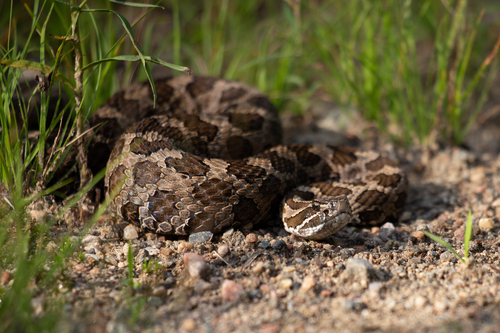 Eastern Massasauga