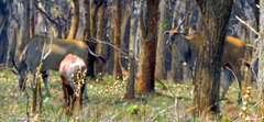 Tragelaphus oryx livingstonii