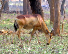 Alcelaphus buselaphus lichtensteinii