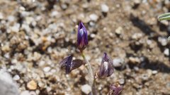 Astragalus insularis harwoodii