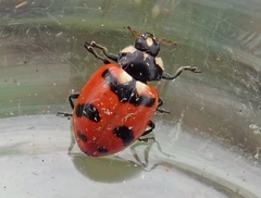 Hippodamia quinquesignata