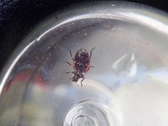 Hippodamia quinquesignata