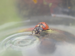 Hippodamia quinquesignata