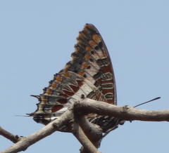 Charaxes saturnus saturnus