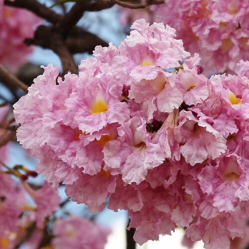 Tabebuia rosea