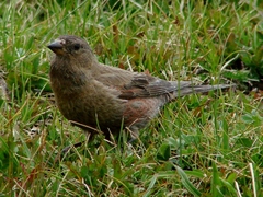 Leucosticte australis