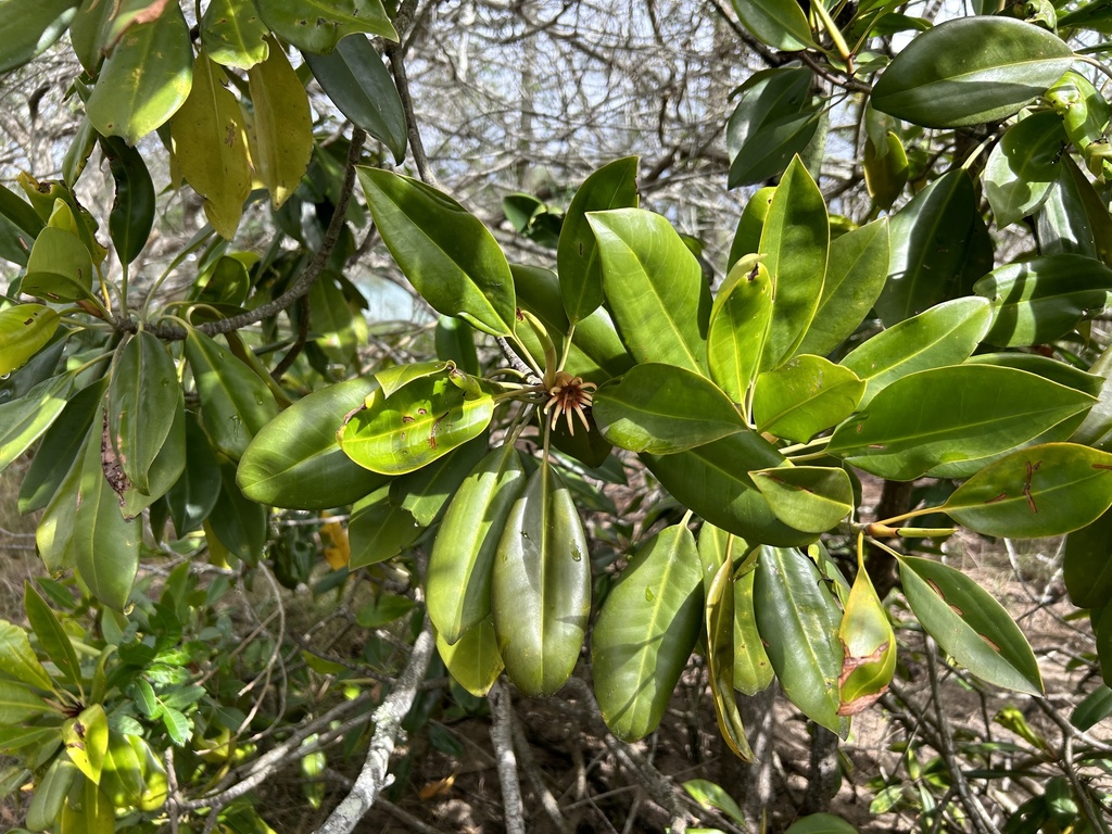 orange mangrove from Chambers Island, Maroochydore, QLD, AU on July 24 ...