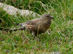 Leucosticte australis