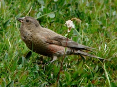 Leucosticte australis