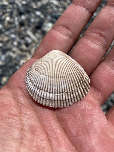Aleutian Cockle