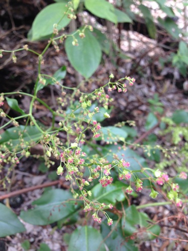 Rumex giganteus