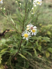 Symphyotrichum lanceolatum lanceolatum