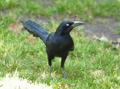 Quiscalus mexicanus