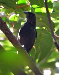 Molothrus aeneus