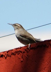 Thryomanes bewickii