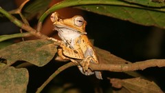 Polypedates otilophus