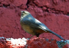 Melozone fusca