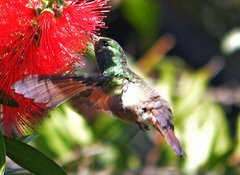 Saucerottia beryllina