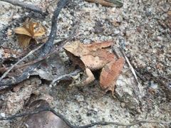 Phrynobatrachus plicatus