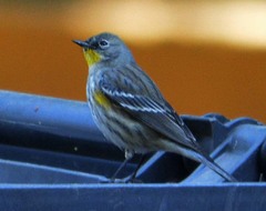 Setophaga coronata