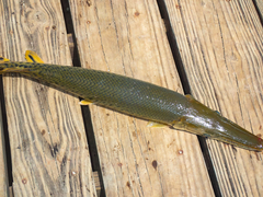 Atractosteus spatula