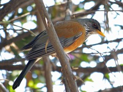 Turdus rufopalliatus