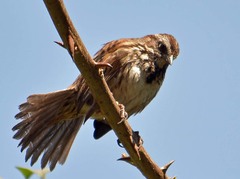 Melospiza melodia