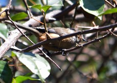 Psaltriparus minimus