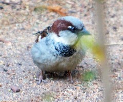 Passer domesticus