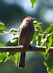 Haemorhous mexicanus