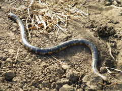 Afrotyphlops mucruso