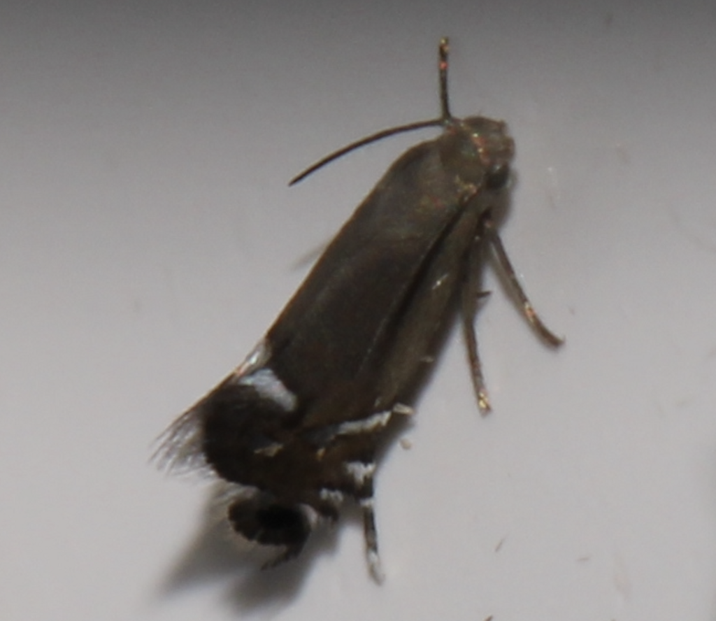 Diploschizia minimella