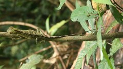 Gonocephalus bornensis