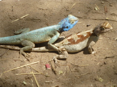 Agama mossambica