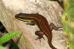 Eutropis rudis