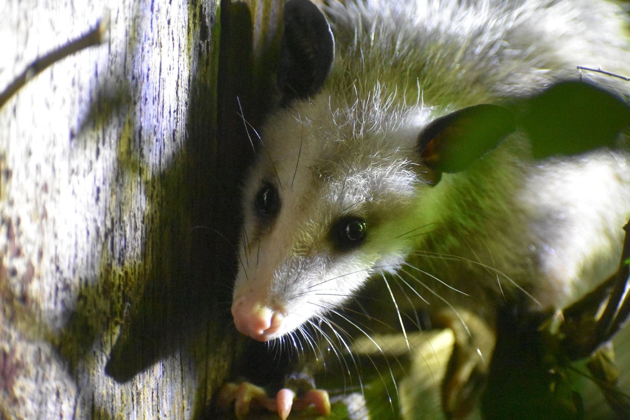 Didelphis virginiana<br>24 July, 2023