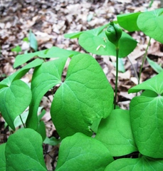 Jeffersonia diphylla
