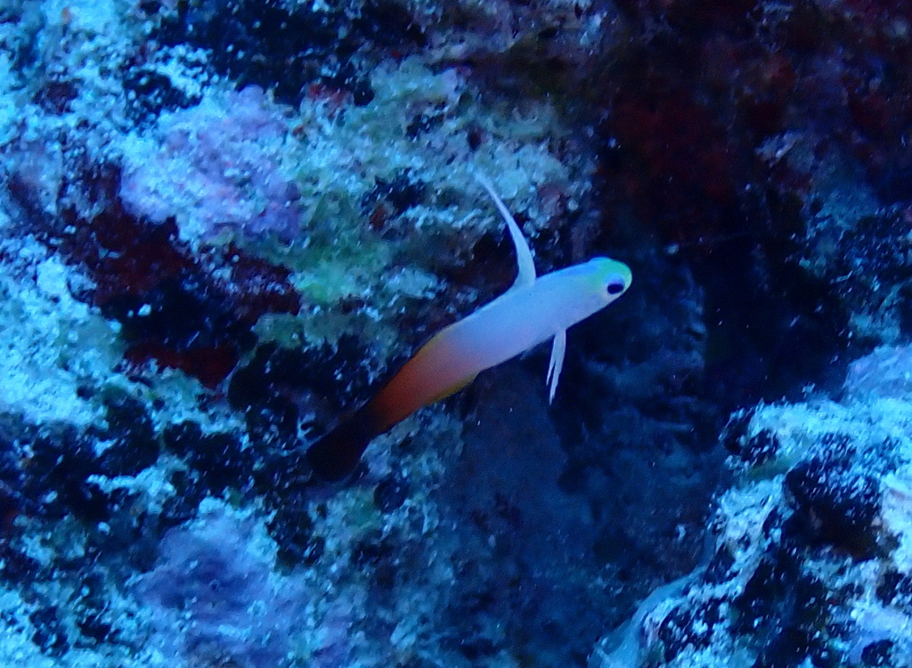 Fire Dartfish