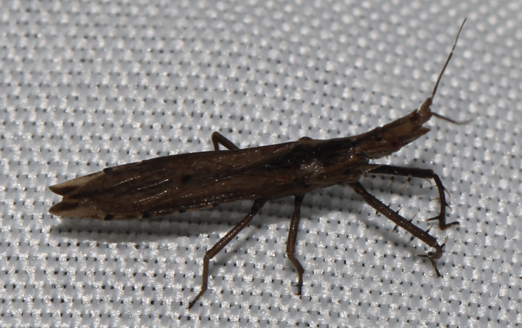 Pnirontis brimleyi