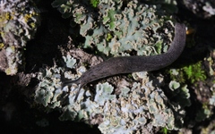 Hesperarion hemphilli