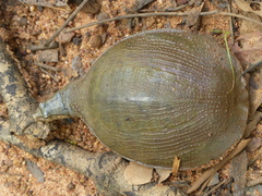Cycloderma frenatum