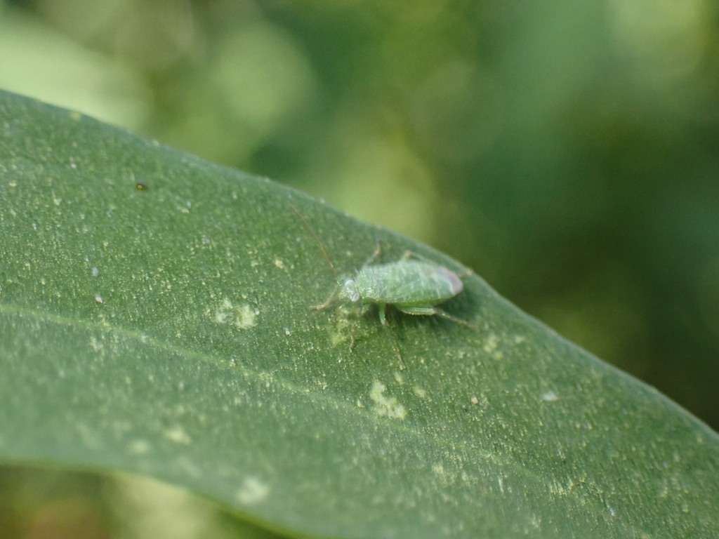 Plant bug (Orthotylus flavosparsus)